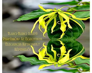 Ylang-Ylang Illatú Parfümök: Az Egzotikus Elegancia Kifinomult Képviselői 